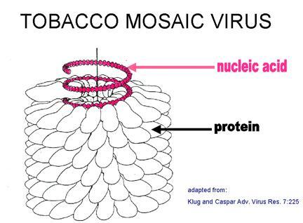 Viral Structure 2 main components of all