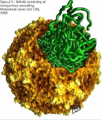 outer coating of protein = capsid