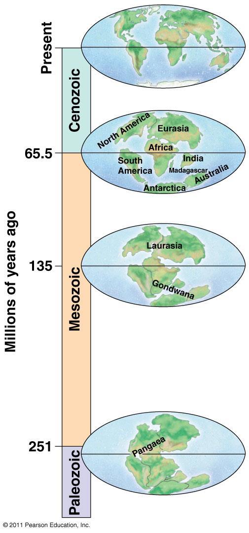 Pangaea = Supercontinent Formed 250 mya
