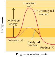 c.) Proximity: The catalytic effectiveness is increased by bringing the substrate and catalytic groups closer (thereby increasing no. of collisions and reducing entropy. Eg.