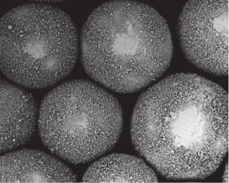 Results and Discussion Sample Preparation Data Figure 1 provides a low resolution SEM photograph of the 20 m 2 /g SGPC for planar pesticide analyses using dispersive SPE technology.