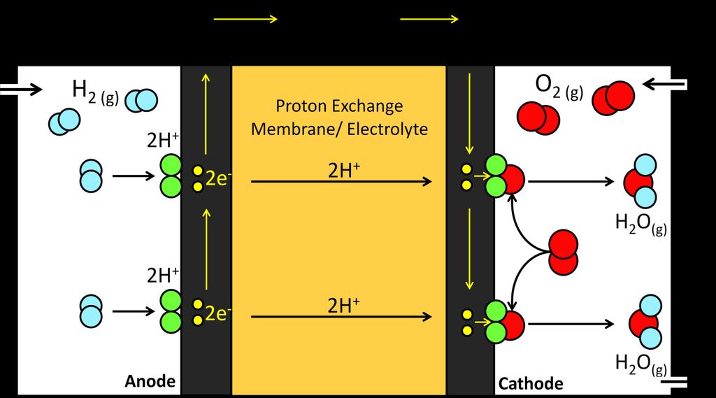 water on the cathode. The net reaction in the fuel cell is the same as the combustion of hydrogen gas.