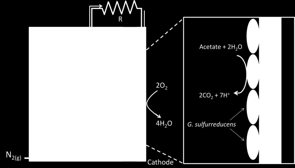 Fig. 1.1.2.1 Typical fuel cell operation for a single-chamber air cathode microbial fuel cell, with acetate as electron donor and G. sulfurreducens as anodic bacteria.