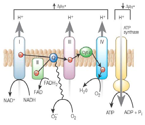 Fig. 1.1.3.1 The electron transport chain, with O 2 as terminal electron acceptor (blue circle). ATP synthase (yellow) can be seen phosphorylating ADP into ATP.