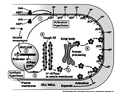 Selected auxin roles 1. Increase stem & coleoptile growth 2. Inhibits root growth 3.