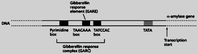 Selected effects of Ga s Regulate transition from