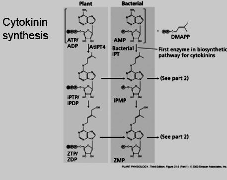 CYTOKININ Forming bound cytokinins