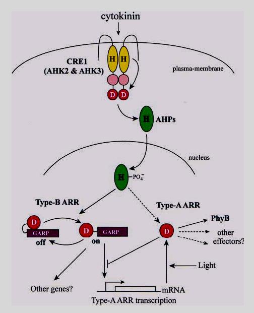 The steps in cytokinin signaling: A cytokinin, like zeatin, binds to a receptor protein embedded in the plasma membrane of the cell.