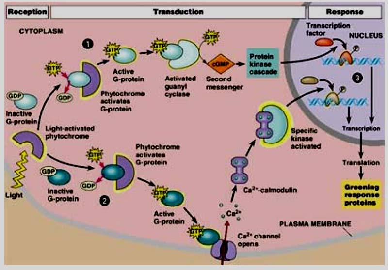 Phytochrome activates