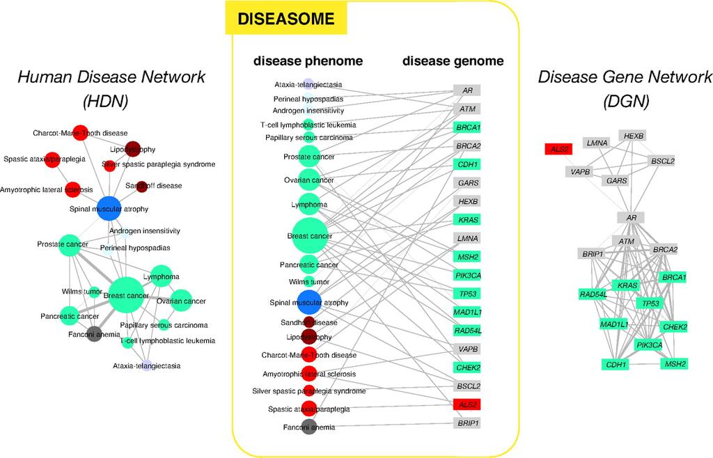 Human Diseasome Goal exploring whether human genetic disorders and the corresponding disease genes might be related to each other at a higher level of cellular and organismal organization.