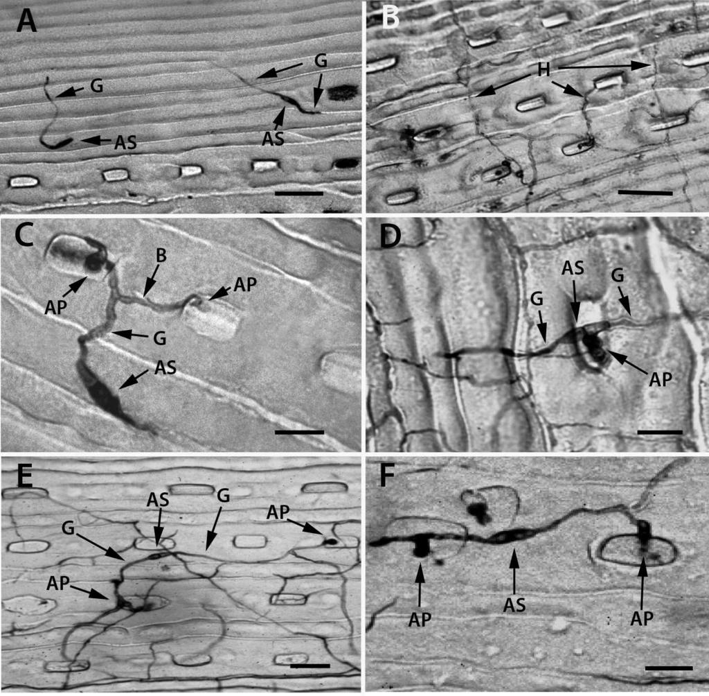 STONE ET AL: PHAEOCRYPTOPUS GAEUMANNII 435 FIG. 2. Ascospore germination on needle surfaces from plastic impressions. A. Ascospore (AS) germination at approximately 24 h with polar germ hyphae (G). B.