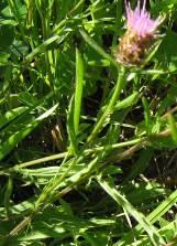 INTRODUCTION Meadow knapweed (Centaurea moncktonii Britt., synonyms include C. debeauxii Gren. & Godr. ssp. thuillieri Dostál and C. pratensis Thuill, nom. illeg., non Salisb.