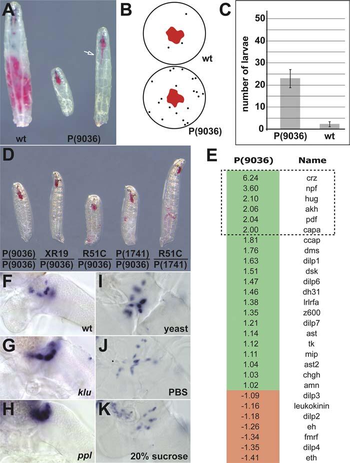Figure 1. Phenotypic Characterization and Expression Analysis of P(9036) Mutants (A) P(9036)-mutant larvae show feeding and growth defects as compared to wild-type (wt) controls.