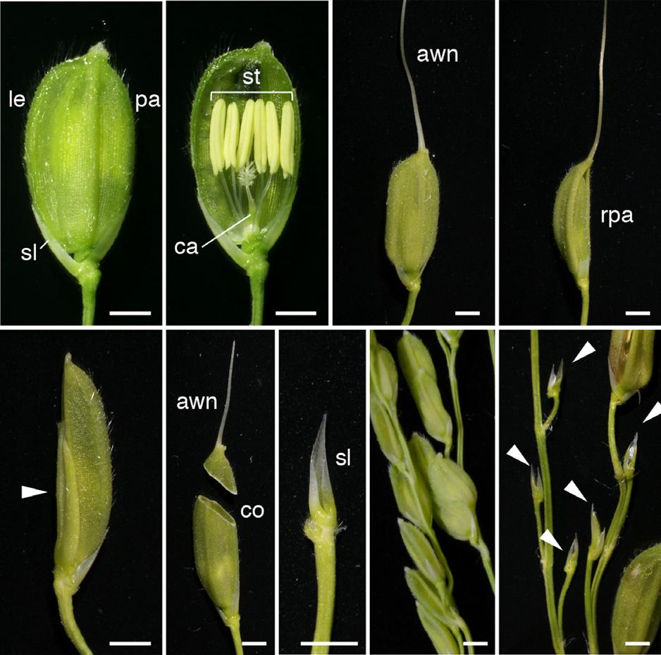 New Phytologist Research 829 (a) (b) (c) (d) Fig. 2 Phenotypes of spikelets in wild-type (WT) and TONGARI-BOUSHI (TOB)2-RNAi; tob1 plants of rice (Oryza sativa). (a, b, h) WT. (c g, i) TOB2-RNAi;tob1.