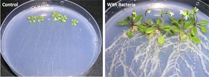 2. Roles of bacteria and fungi in soil and their interactions http://www.slu.