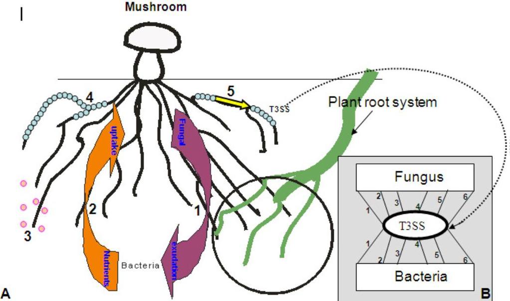HETEROGENOUS HABITAT ON THE BASE OF RHIZOSPHERE, MYCOSPHERE AND MYCORHIZOSPHERE Bacterial interactions with soil fungi: round circle - the mycorrhizosphere on left of it - the mycosphere (A) General