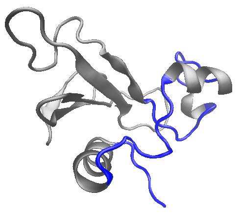 148 Mechanical unfolding and folding of protein Barnase Model k m (s 1 ) x N TS (nm) G N TS (k B T ) BE (2.8 ±.5) 1 1 4.6±.2 DHS, γ = 1/2 (1.1 ±.5) 1 13 9±1 35±2 DHS, γ = 2/3 (6. ±.4) 1 11 6.±.4 28±1 Table 7.