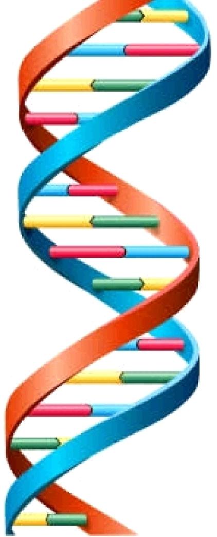 2.1 Biomolecules 29 a Guanine N Adenine N N N N H N N H H N O H N H N H H H N Cytosine N O O N O N N Thymine Figure 2.2: Structure of DNA. a. Canonical Watson-Crick base-pairing between C G and A=T.