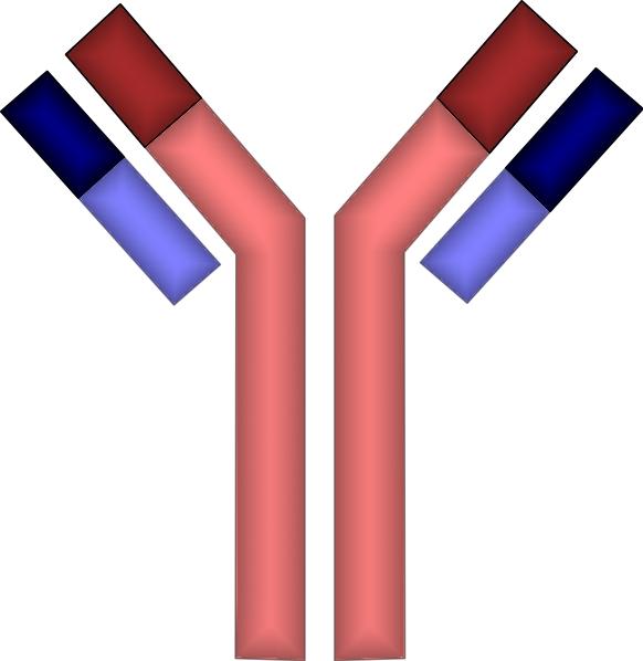 32 Description of the experimental setup a paratope, antigen binding site disulfide bonds variable region b Influenza constant region light chain heavy chain Salmonella Figure 2.