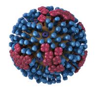 Antigens are foreign infectious bodies. In this image a representation of the influenza virus and the salmonella bacteria can be seen.