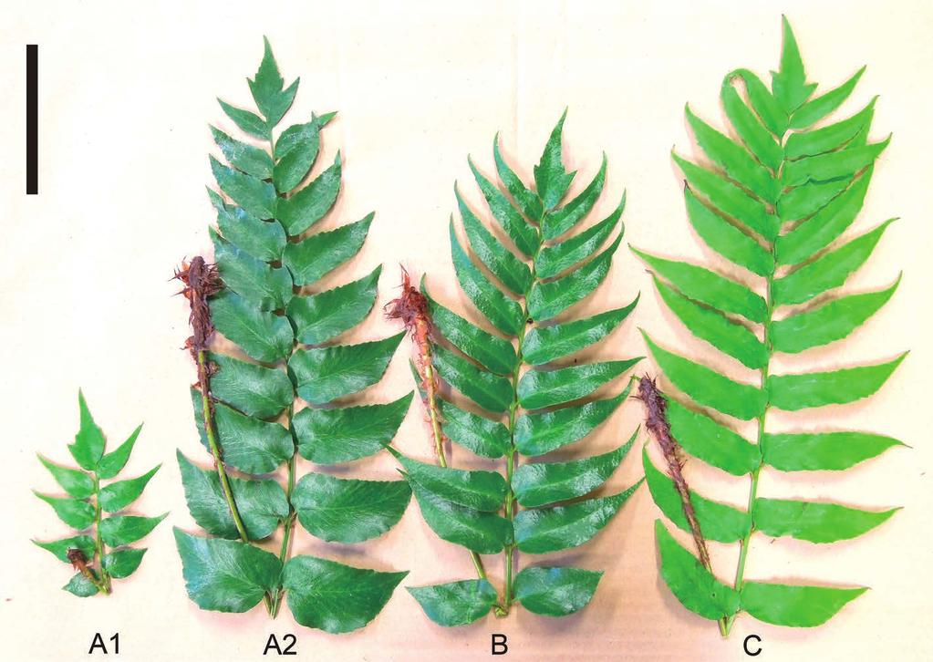 Taxonomic Treatments for Ferns of Japan 2 21 Fig. 2. Gross morphology of the four forms of Cyrtomium falcatum defined by Matsumoto (2003). Scale bar 10 cm. Japonica (Thunberg, 1784).