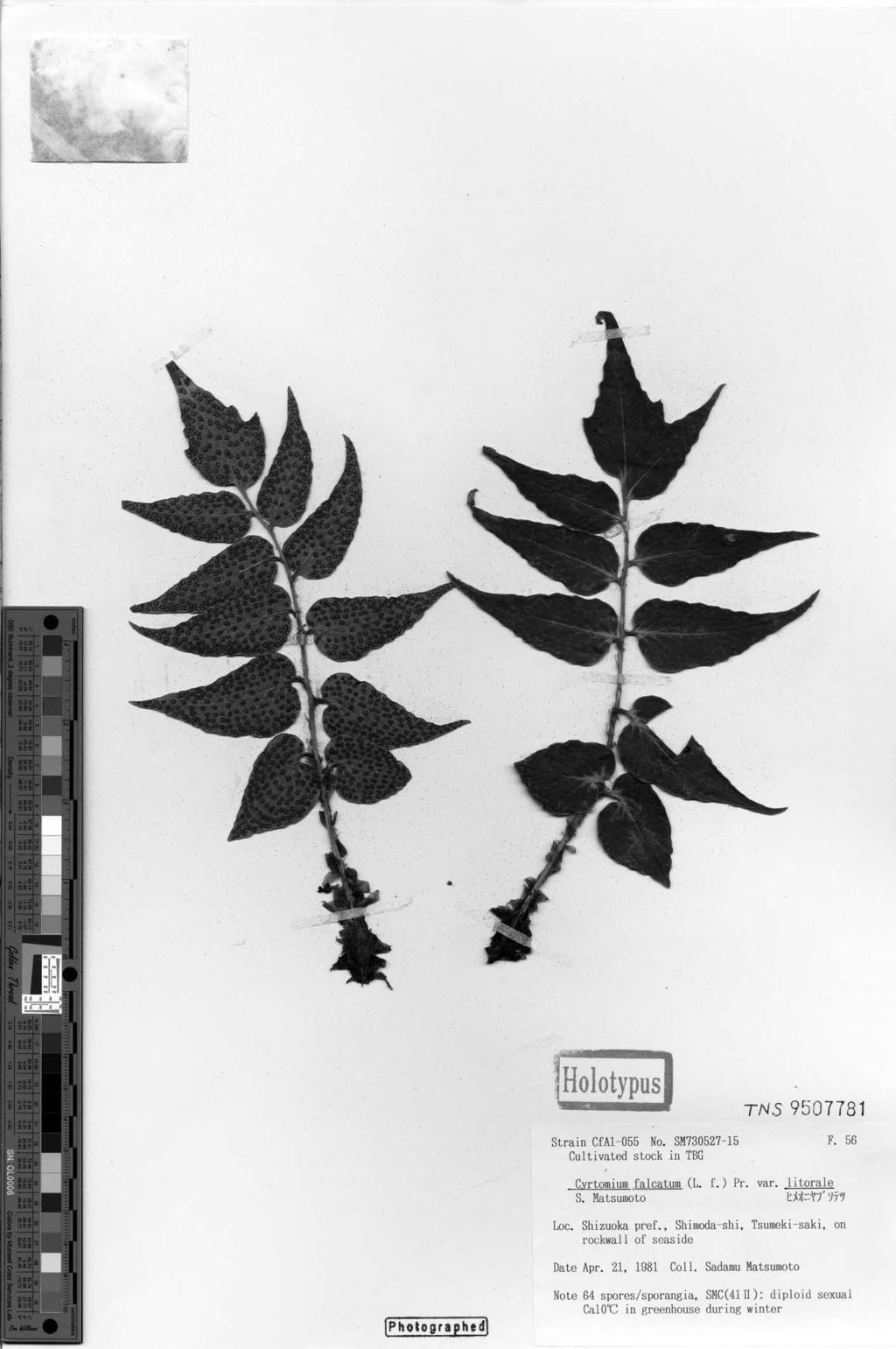 22 Atsushi Ebihara et al. Fig. 3. Holotype of Cyrtomium falcatum subsp. littorale. Gard. 22: 70, 2003. Jap. Name: Hime-oni-yabusotetsu Differs from Cyrtomium falcatum subsp.