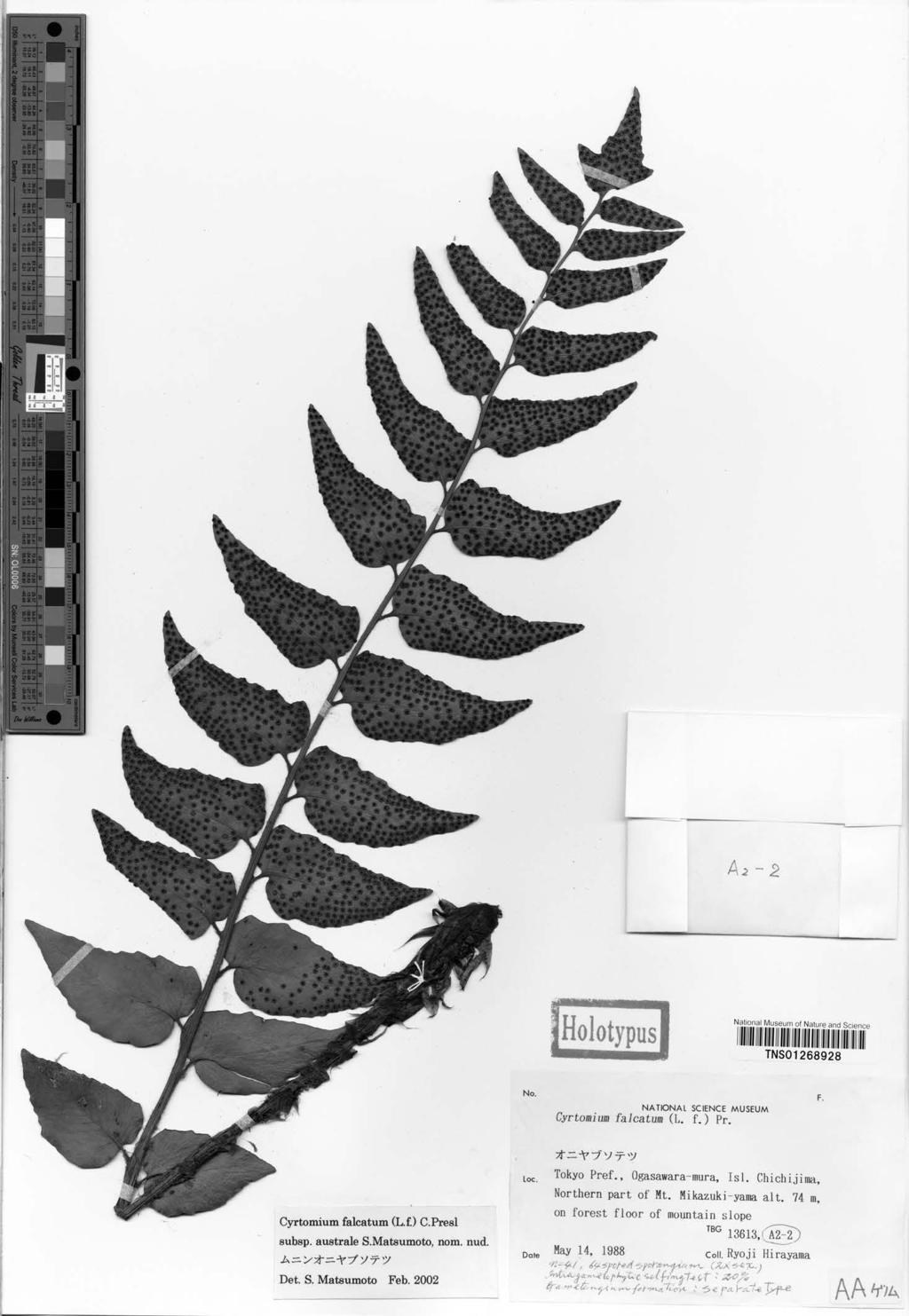 Taxonomic Treatments for Ferns of Japan 2 23 Fig. 4. Holotype of Cyrtomium falcatum subsp. australe.