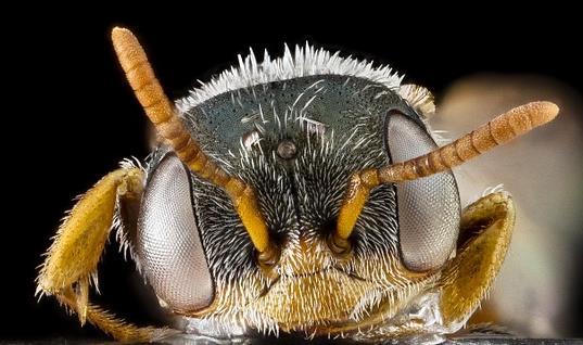 also for allowing for a wider field of view. At the bottom of the head, folded underneath the jaw, is a straw like structure called the proboscis.