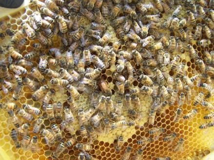 our food, that it has been said that one in every three bites we take should be attributed to the work of bees (Tucker, 2014).