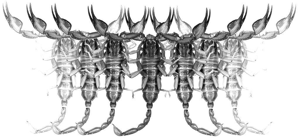 Euscorpius Occasional Publications in Scorpiology The First Record of Upper Permian and Lower Triassic Scorpions