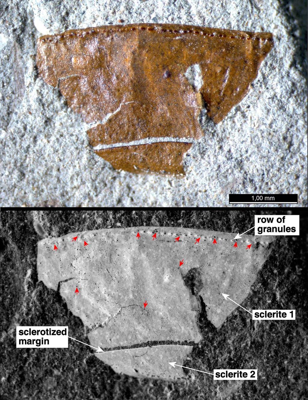 Fet, Shcherbakov & Soleglad: Permian and Triassic Scorpions from Russia 9 Figure 7: PIN 3840/987, Isady, two mesosomal tergites