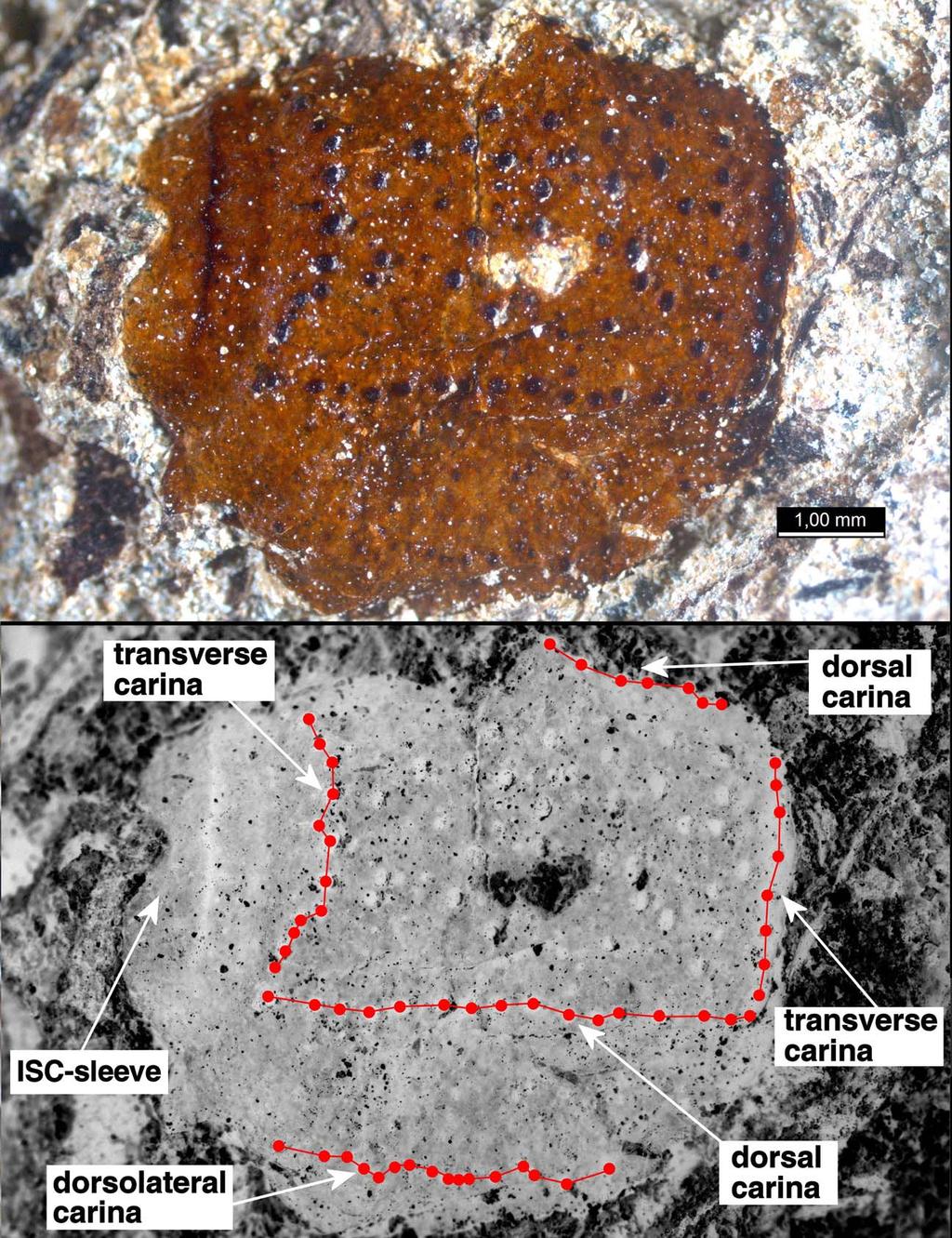 12 Euscorpius 2011, No. 121 Figure 9: Fossil PIN 4812/44, Nedubrovo, metasomal segment, dorsolateral view; strong carinae visible.