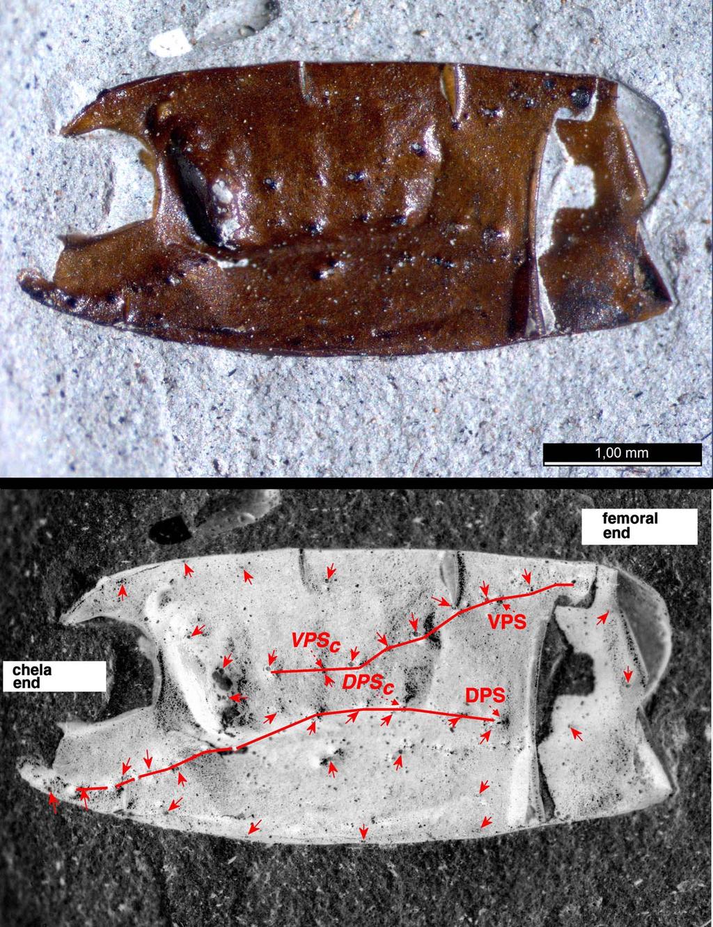 Fet, Shcherbakov & Soleglad: Permian and Triassic Scorpions from Russia 3 Figure 2: PIN 3840/986, Isady, left pedipalp patella, internal view (bottom edge is dorsal surface).