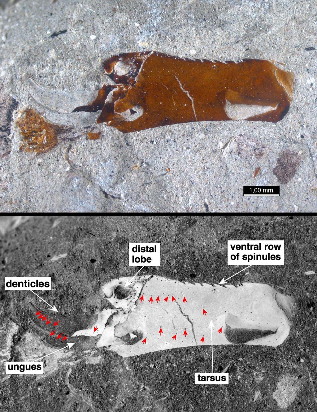 Fet, Shcherbakov & Soleglad: Permian and Triassic Scorpions from Russia 5 Figure 3: PIN 3840/2083, Isady, leg tarsus,