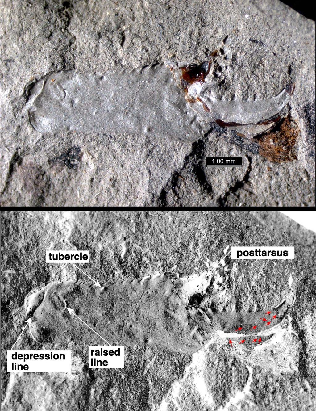 Fet, Shcherbakov & Soleglad: Permian and Triassic Scorpions from Russia 7 Figure 5: PIN 3840-2083, Isady, leg tarsus, lateral