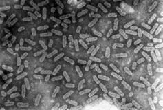low levels on healthy plants Seedborne Alfalfa mosaic virus found in