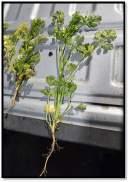 range (attributed to multiple species of aphid vectors) 430 species of 51 dicot plant families are susceptible to AMV alfalfa -- ---- (some varieties are asymptomatic) beans clover Susceptible crops