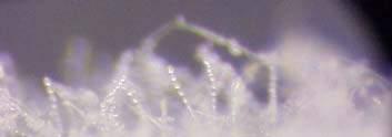 Conidia in chains Can be windblown all season-long Powdery mildew on pumpkin temperature (cold injury) moisture wind