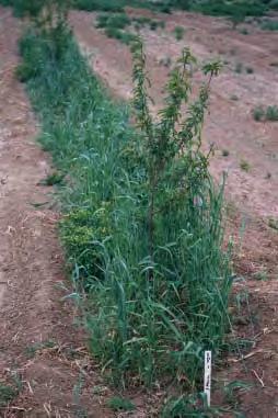 Conclusion Steam treatments gave little to no control (less than 10%) of kochia, lambsquarters, annual rye and alfalfa following the application of steam on