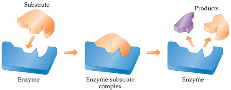 17 / 75 Enzymes Enzymes are catalysts in biological systems.