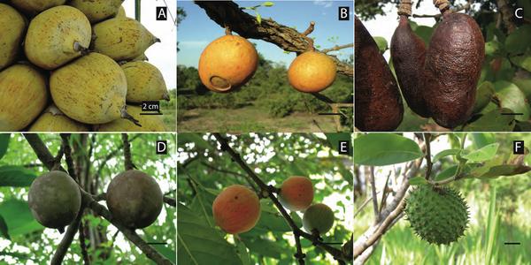 Seed-dispersal networks Identified fruits that fit the