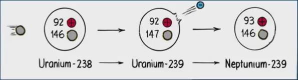 Plutonium & Breeding With a half-life of 24 minutes, it emits a beta particle and becomes an