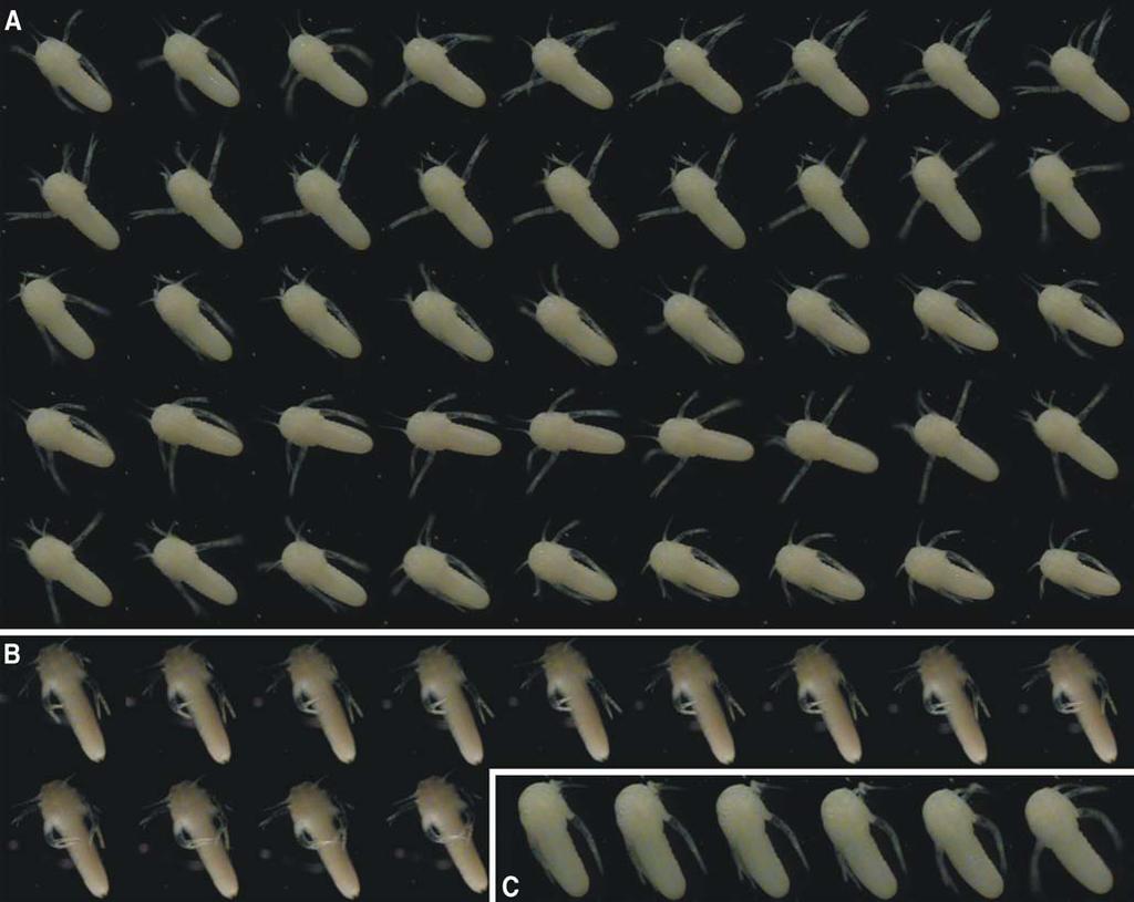 140 Dev Genes Evol (2009) 219:131 145 Fig. 6 Video snapshots of a moving remipede metanauplius illustrating swimming behavior, flexibility, and mobility of the naupliar appendages.