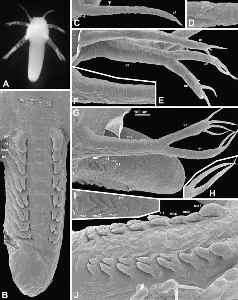 Dev Genes Evol (2009) 219:131 145 137 Fig. 4 SEM images of an orthonauplius (ON-2) and metanauplius (MN-4). a Photo of a living larva MN-4. b Posterior body region of MN-4 (ventral view).