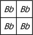 35 According to the Punnett square, all four offspring are hybrids.
