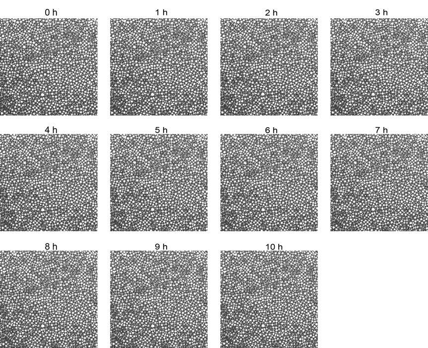 Figure S3. Stability of w/o emulsion. The generated emulsion are placed in Nunc TopYield strips for microscopic imaging.
