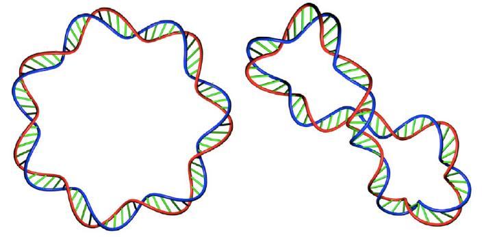 Slika 7: Dve konfiguraciji z istim povezovalnim številom L k = 7. Leva, okrogla DNA ima T w = 7 in W r = 0. Ista, vendar nekoliko deformirana DNA (na desni sliki) ima T w = 8 in W r = 1[2].