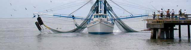 of fishing industry and grounds in GOM