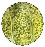 Thylakoid Grana Leaf Organ Thylakoid membrane contains chlorophyll Stroma H atom
