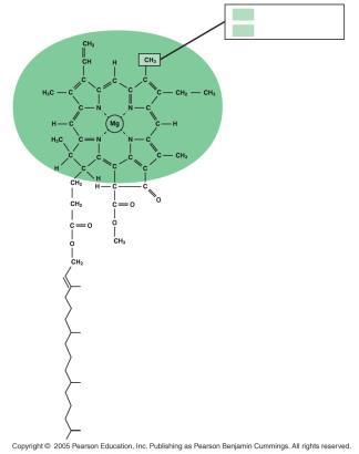 Absorption of by chloroplast pigments //205 CH CHO in chlorophyll a in chlorophyll b Porphyrin ring: -absorbing head of molecule; note magnesium atom at center Hydrocarbon tail: interacts with